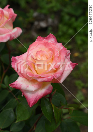 ダイアナ・プリンセス・オブ・ウェールズ 126475250