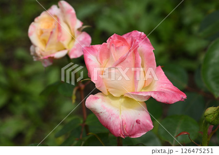 ダイアナ・プリンセス・オブ・ウェールズ 126475251