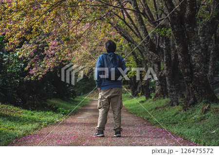 solo traveler in nature concept with asian man camping and sightseeing with pink cherry blossom tree in springtime season 126475572