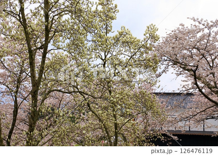 大山公園　満開の桜とコブシの花 126476119