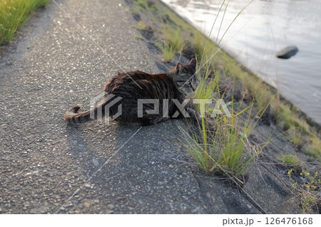 堤防で遊ぶとら猫 堤防で遊ぶとら猫 126476168