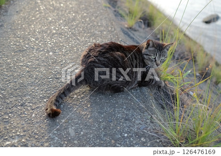 堤防で遊ぶとら猫 堤防で遊ぶとら猫 126476169