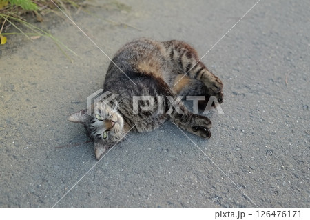 道端で遊ぶとら猫 126476171