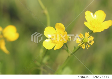 黄色いウマノアシガタの花 / Yellow Buttercup in Bloom 126476445