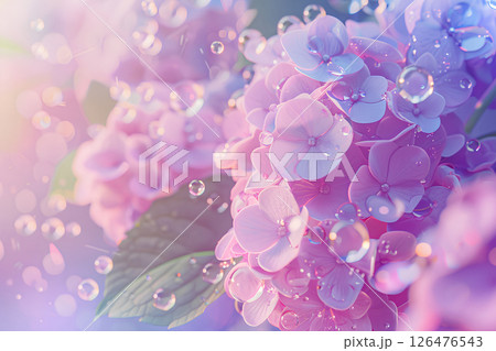 水滴と美しい紫陽花の花 水滴と美しい紫陽花の花 126476543