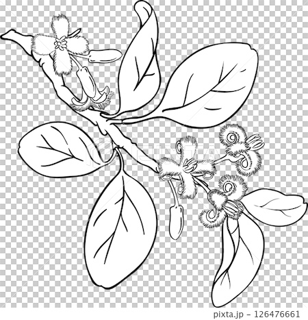 Ximenia Branch with Flowers and Leaves Outline Illustration. 126476661