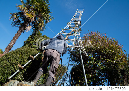 枯死したリュウゼツランの花茎を伐採する植木屋 126477293