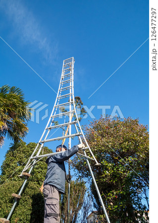 枯死したリュウゼツランの花茎を伐採する植木屋 枯死したリュウゼツランの花茎を伐採する植木屋 126477297