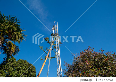 枯死したリュウゼツランの花茎と庭師のアルミ三脚 126477298