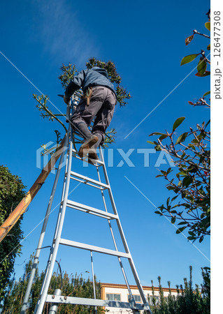 枯死したリュウゼツランの花茎を伐採する植木屋 126477308