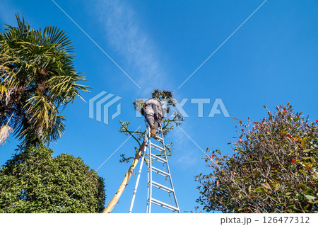 枯死したリュウゼツランの花茎を伐採する植木屋 126477312