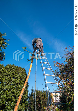 枯死したリュウゼツランの花茎を伐採する植木屋 枯死したリュウゼツランの花茎を伐採する植木屋 126477318