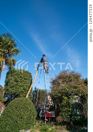 枯死したリュウゼツランの花茎を伐採する植木屋 126477319