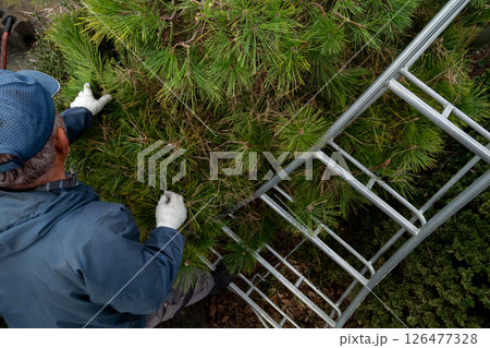 クロマツの剪定をする庭師 126477328