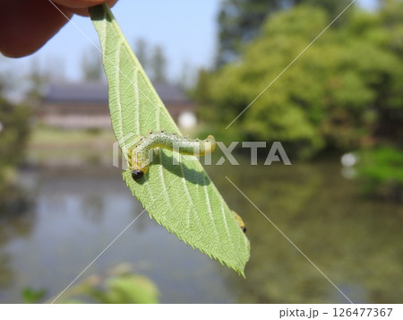 桜の葉を食べるハバチの幼虫 126477367