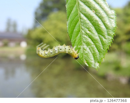 桜の葉を食べるハバチの幼虫 126477368