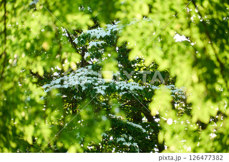 太陽の光が透けて輝く若葉の前ボケと白いヤマボウシの花 126477382