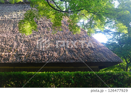 四国村平家の落人村の茅葺き屋根と青モミジ-1 四国村平家の落人村の茅葺き屋根と青モミジ-1 126477929