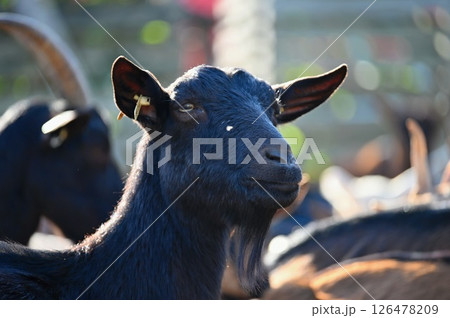 Beautiful goats on the farm. Concept for animals and agriculture. Beautiful goats on the farm. Concept for animals and agriculture. 126478209