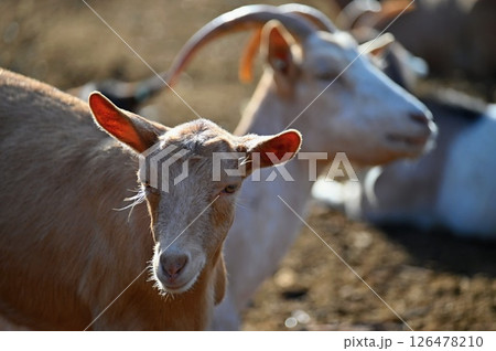 Beautiful goats on the farm. Concept for animals and agriculture. Beautiful goats on the farm. Concept for animals and agriculture. 126478210
