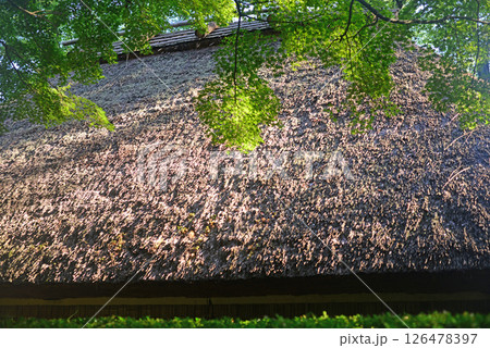 四国村平家の落人村の茅葺き屋根と青モミジ-2 四国村平家の落人村の茅葺き屋根と青モミジ-2 126478397