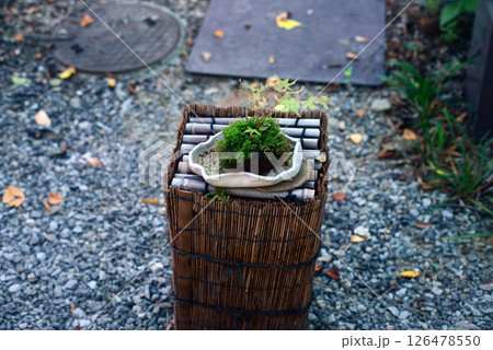 四国村小径のミニ盆栽 126478550