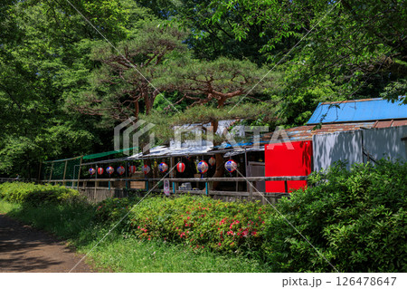 新緑が美しい東京都練馬区の石神井公園の風景 126478647