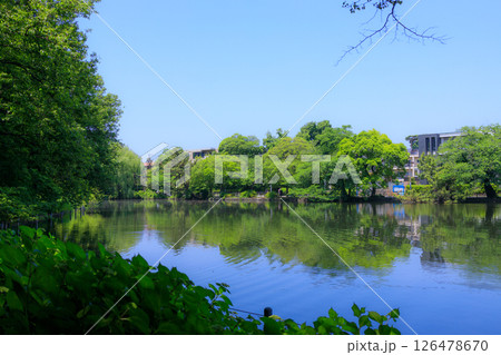 新緑が美しい東京都練馬区の石神井公園の風景 126478670