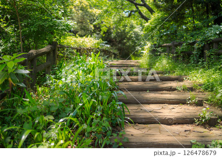 新緑が美しい東京都練馬区の石神井公園の風景 126478679