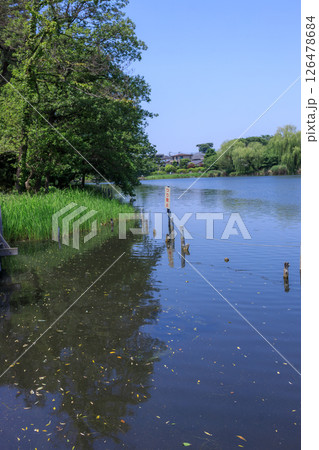 新緑が美しい東京都練馬区の石神井公園の風景 126478684