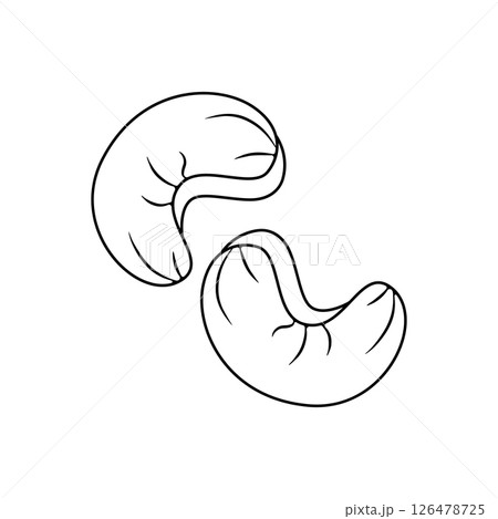 Cashew Indian walnut, silhouette, badge. Vector linear illustration isolated on a white background for website design of products, applications, printing 126478725
