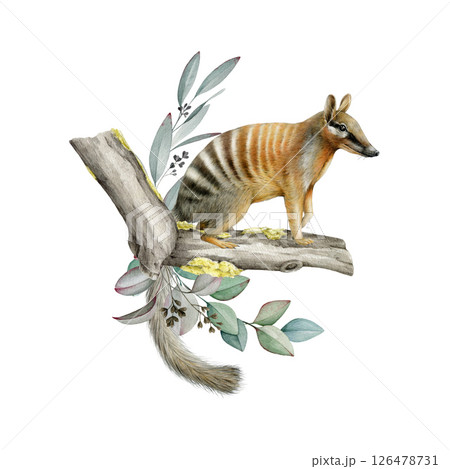Cute numbat with eucalyptus leaf floral decor. Australian native animal watercolor vintage style illustration. Myrmecobius fasciatus rare marsupial anteater with gum tree decoration on white Cute numbat with eucalyptus leaf floral decor. Australian native animal watercolor vintage style illustration. Myrmecobius fasciatus rare marsupial anteater with gum tree decoration on white 126478731
