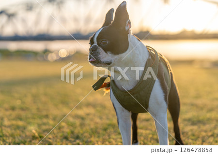 夕日に照らされたボストン・テリア 126478858