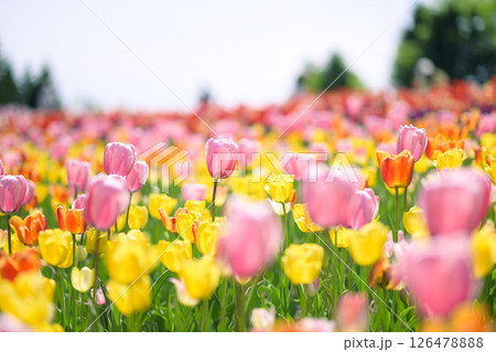 満開のチューリップ畑 126478888