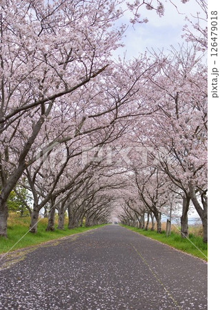 川副桜ロード 126479018