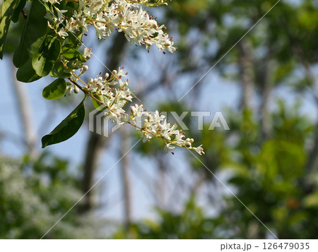青空と木漏れ日を浴びたネズミモチの枝先(タマツバキの白い花とつぼみのクローズアップ) 青空と木漏れ日を浴びたネズミモチの枝先(タマツバキの白い花とつぼみのクローズアップ) 126479035