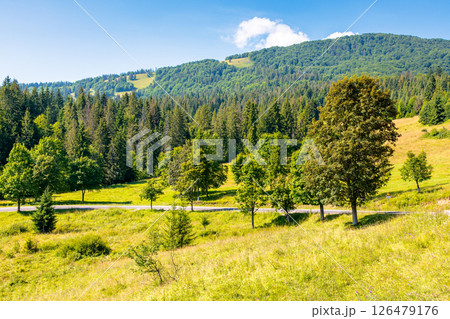 country road through forest. empty road in europe. carpathian mountain landscape. green trees along the path. outdoor adventure and summer vacation on a sunny day country road through forest. empty road in europe. carpathian mountain landscape. green trees along the path. outdoor adventure and summer vacation on a sunny day 126479176