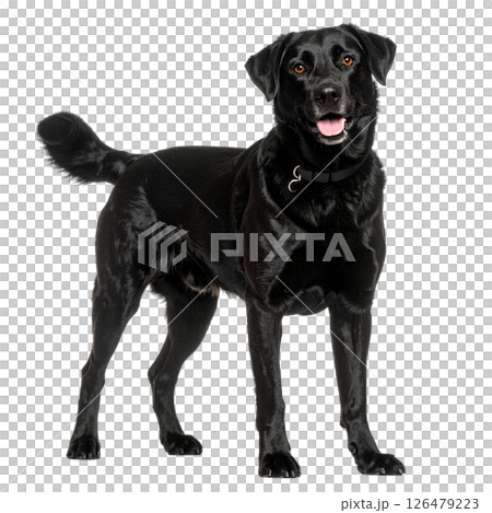 Black dog on white background 126479223