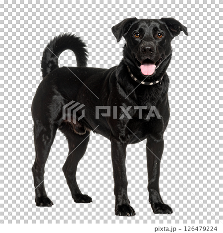 Black dog on white background 126479224