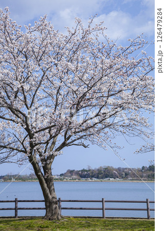 満開の桜の花と湖山池 鳥取県 湖山池 満開の桜の花と湖山池 鳥取県 湖山池 126479284