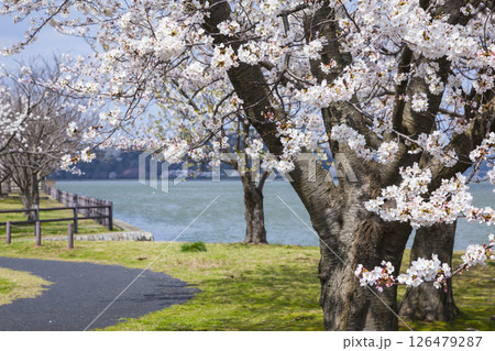 満開の桜の花と湖山池 鳥取県 湖山池 満開の桜の花と湖山池 鳥取県 湖山池 126479287