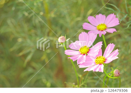 ピンクと白の絞りのコスモス　ピコティ 126479306
