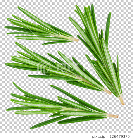 Fresh rosemary plant isolated on a white background, a healthy organic herb and spice ingredient 126479370
