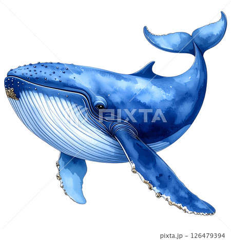 Blue marine mammal dolphin swimming wild in water isolated on white Blue marine mammal dolphin swimming wild in water isolated on white 126479394