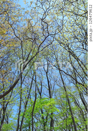 新緑の林 126479612