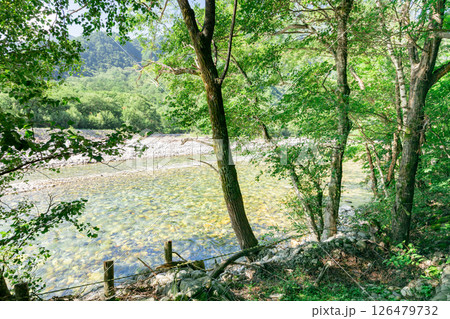 <長野>上高地 原生林の風景 <長野>上高地 原生林の風景 126479732
