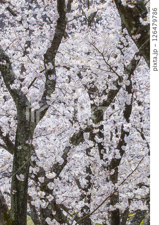 満開を迎えた桜の花 鳥取県 因幡千本桜 ソメイヨシノ 126479786