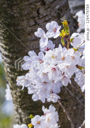 満開を迎えた桜の花 鳥取県 因幡千本桜 ソメイヨシノ 126479789