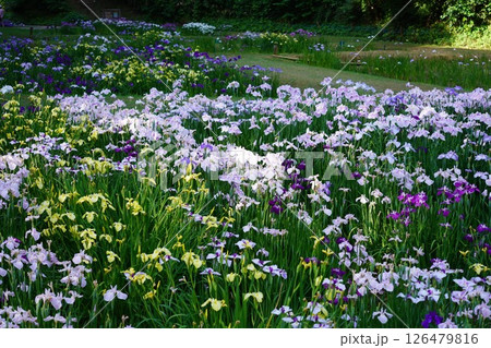 花菖蒲園を彩るショウブ 126479816