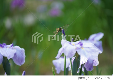 菖蒲のつぼみに止まるトンボ 菖蒲のつぼみに止まるトンボ 126479820